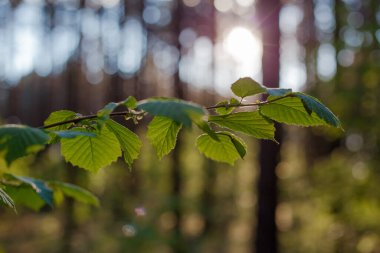Ağaçtaki yeşil yapraklar. Yaz doğası arka planı.