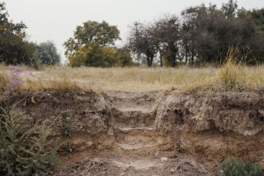 Sarı çimenli deniz kıyısında ağaç duruyor..