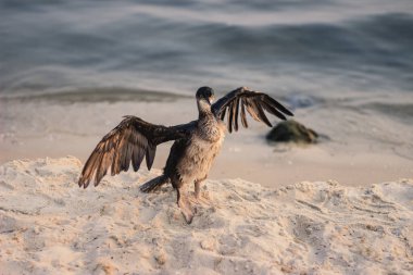Büyük karabatak (Phalacrocorax carbo) kanatlarını ayırdı.