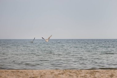 Martılar (Larus) deniz kıyısında uçar ve martılar kanatlarını açar..