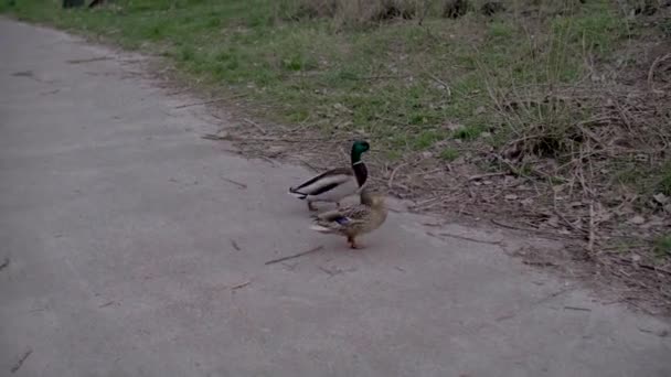 Ördekler sokakta yürür. — Stok video