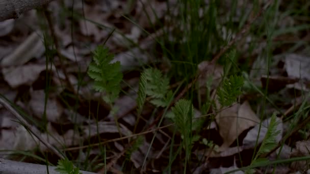 Φρέσκο χορτάρι μεγαλώνει μέσα από ξηρά φύλλα. Φυσικό υπόβαθρο της δασικής επιφάνειας. — Αρχείο Βίντεο