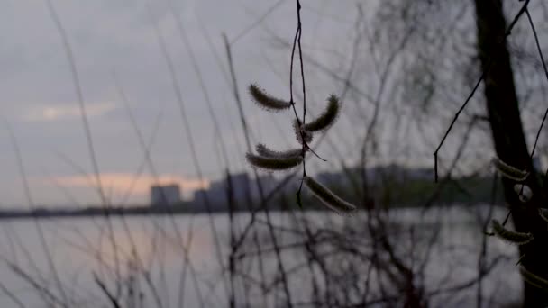 穏やかな湖の水の間で、枝を介して住宅の建物のビュー. — ストック動画
