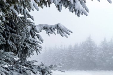 Firavun yaprakları ve karla kaplı ağaçlar