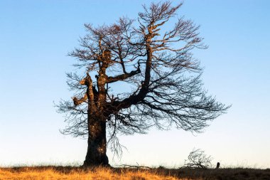 Tepenin tepesinde, güneş battığında yaşlı, kuru bir ağaç.