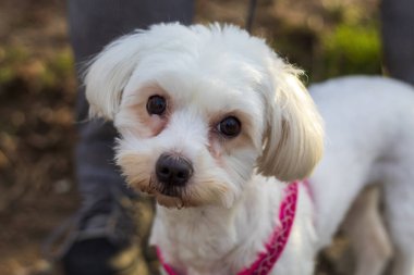Bulanık arka planda kahverengi gözlü bir Bichon Maltese köpeğinin portresi.