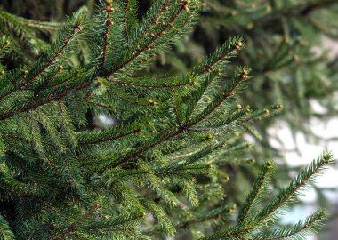 Köknar dallı bir arkaplan