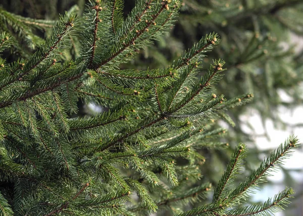 Köknar dallı bir arkaplan