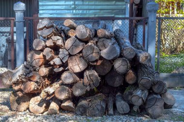 Büyük ağaçlar parçalara ayrılmış.