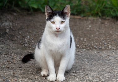 Genç bir kedinin portresi.