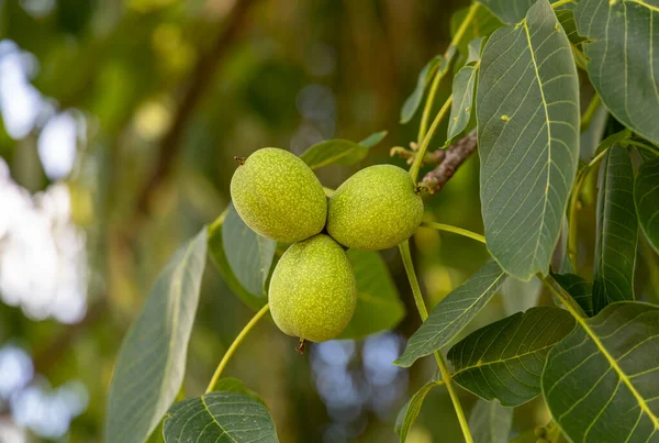 stock image Unripe nuts on the leaves of a tree