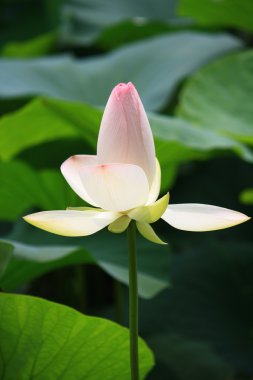 lotus clipart