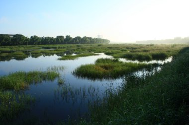wetland clipart
