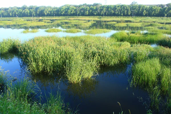 Vizes élőhely — Stock Fotó