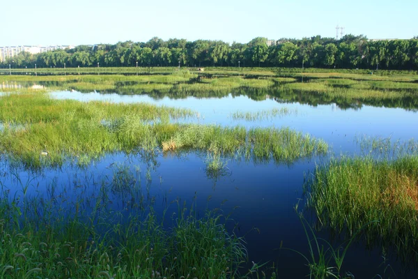 Wetland — Stockfoto