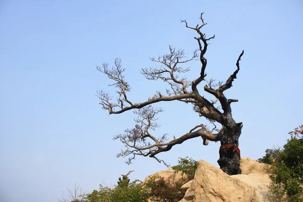 Burnt trees — Stock Photo, Image