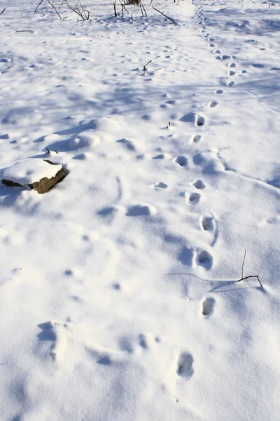 动物脚印在雪上 — 图库照片