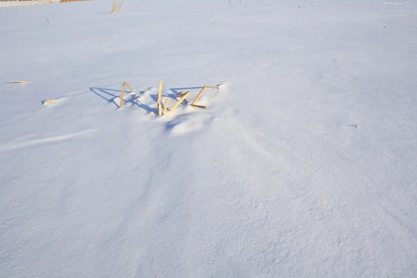 Lótus na neve — Fotografia de Stock