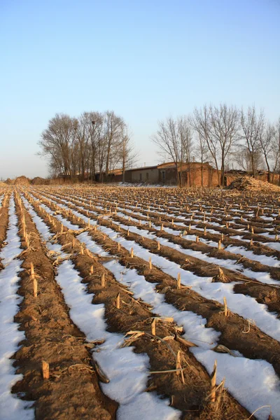 Winter field — Stock Photo, Image