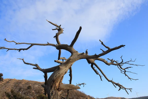 Burned tree — Stock Photo, Image