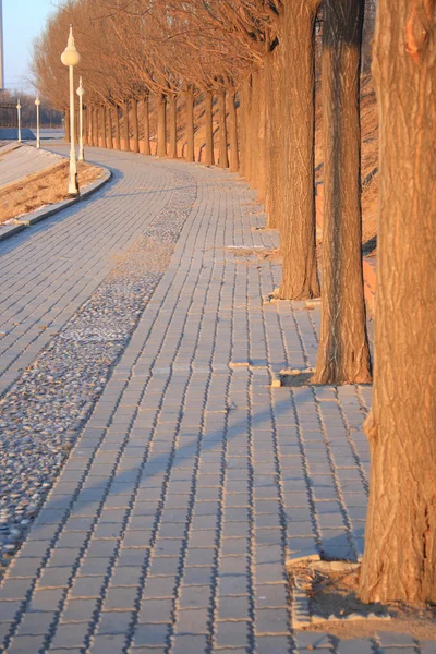 Road in the Park — Stock Photo, Image