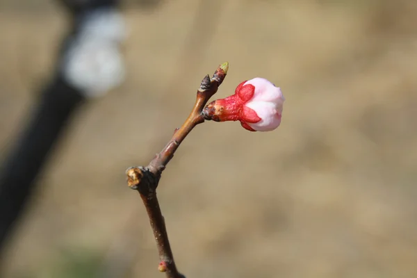 Peach Blossom — Stock Fotó