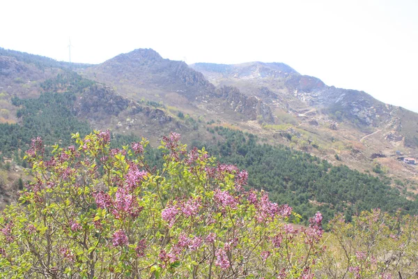 野の花と山 — ストック写真