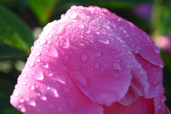 Flores de peónia — Fotografia de Stock