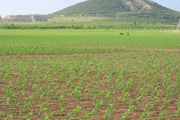 Campos de milho — Fotografia de Stock