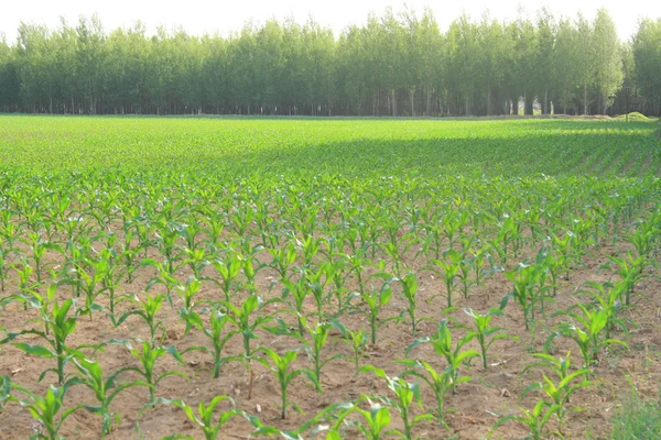 Kukorica a területen — Stock Fotó
