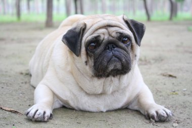 Obezite pug