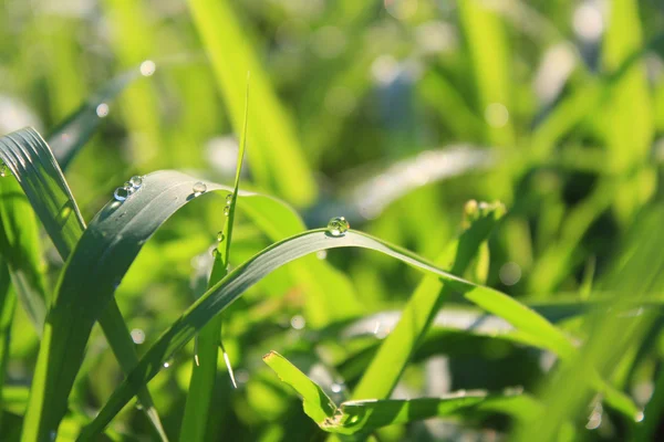 草和水液滴 — 图库照片