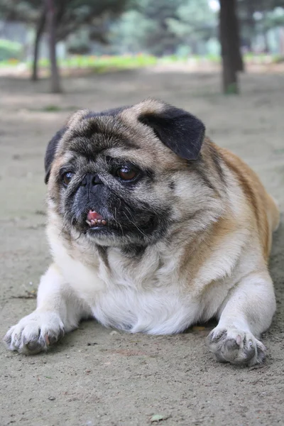 Obezite pug — Stok fotoğraf