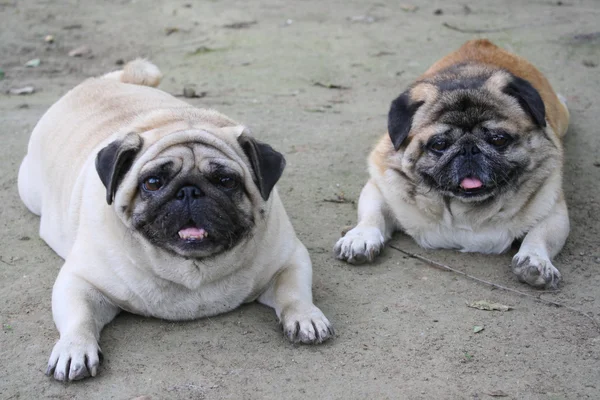 Pugs — Stock fotografie