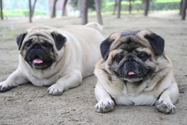 Pugs — Stock Photo, Image