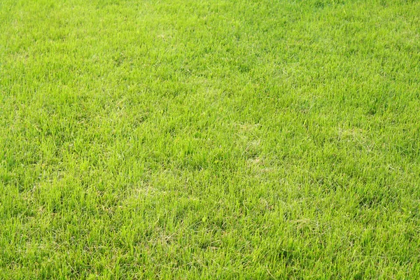Trawnik — Zdjęcie stockowe