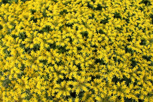 Campo de flores — Fotografia de Stock