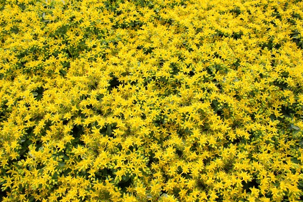 Campo de flores — Fotografia de Stock