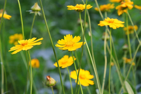 菊花，菊花 — 图库照片