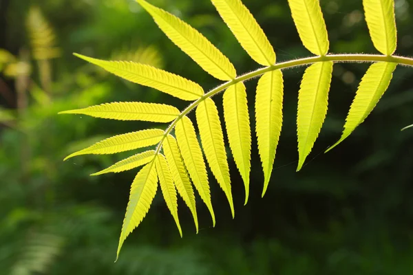 Green leaf — Stock Photo, Image