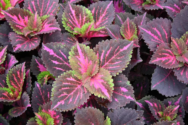 紫色の葉 — ストック写真