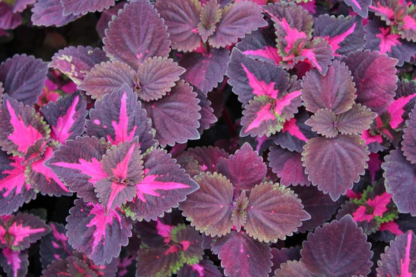 Purple leaf — Stock Photo, Image