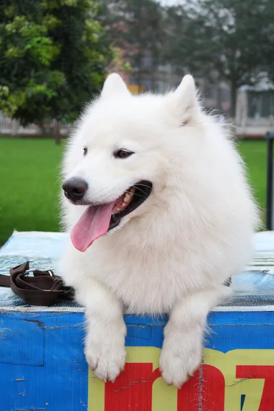 Samoyed — Stock Photo, Image