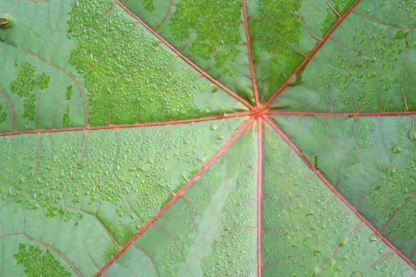 Feuille verte sous la pluie — Photo