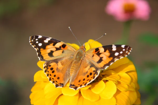 Mariposa. — Foto de Stock