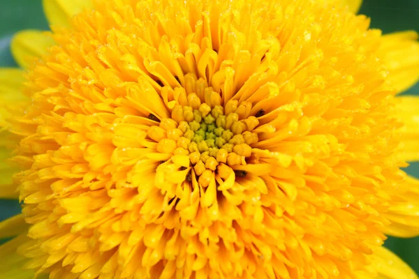 Chrysantheme — Stockfoto