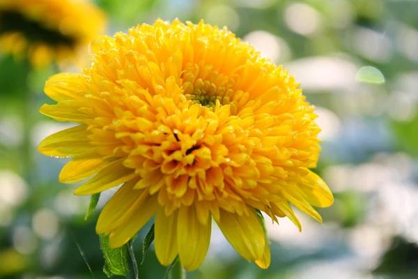 Chrysanthemum — Stock Photo, Image