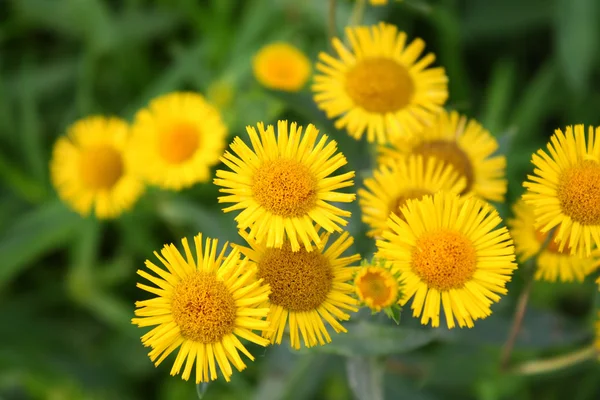 Madeliefjes — Stockfoto