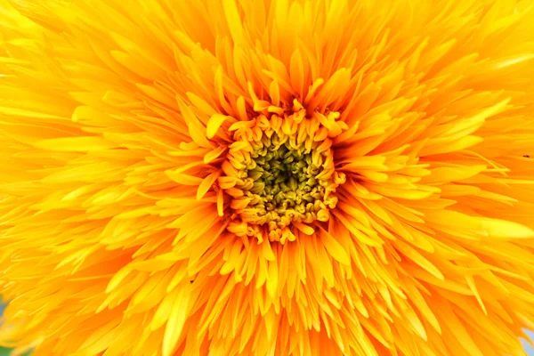 Chrysanthemum — Stock Photo, Image