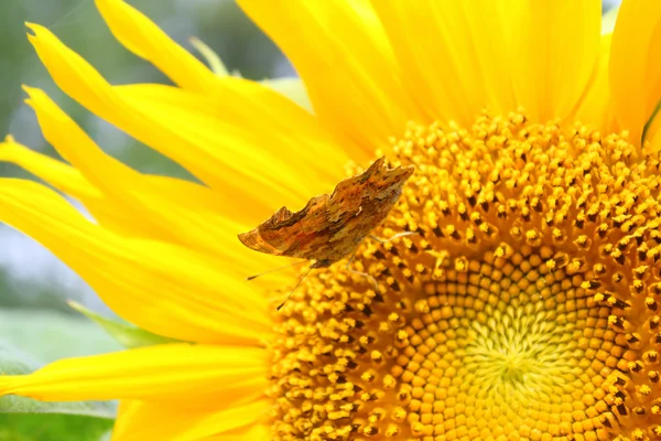 Sommerfugl på solsikke – stockfoto